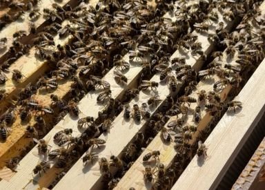 Bee move in www.horwoodhouse.live
